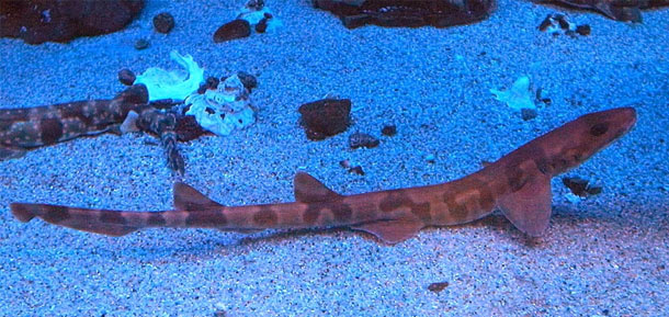 Indonesian speckled carpetshark