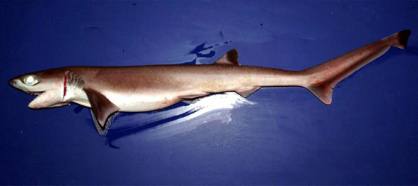 Sharpnose sevengill shark