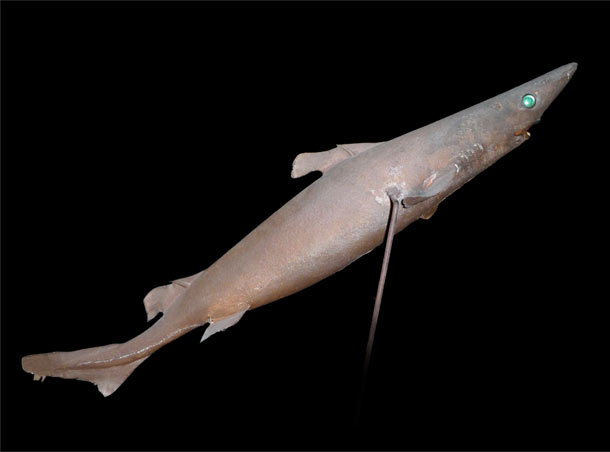 Birdbeak dogfish