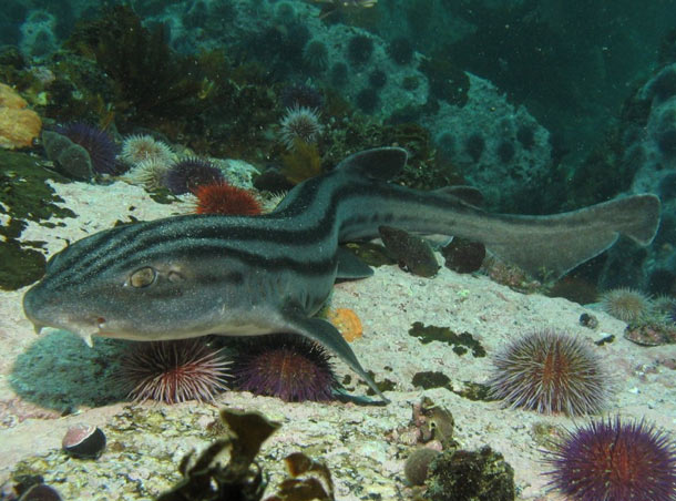 Pyjama shark