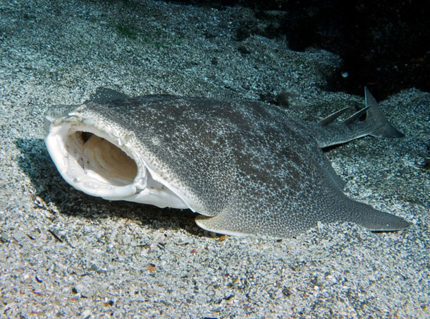 Angel Shark