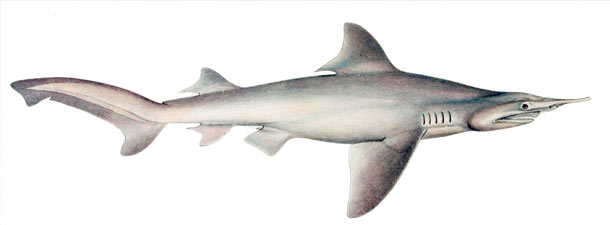 Daggernose Shark