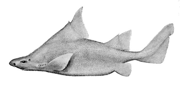 Prickly Dogfish