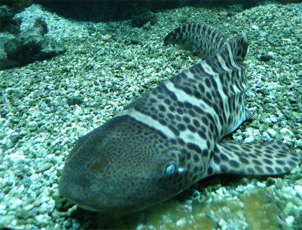 Zebra Shark