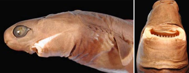 The Cookie Cutter Shark