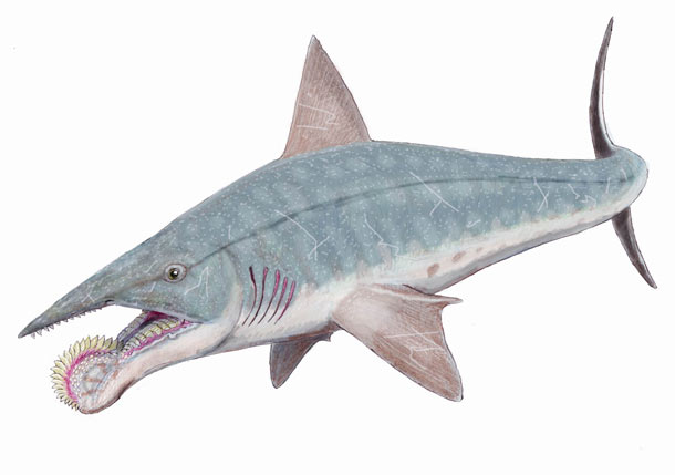 The Whorl Shark