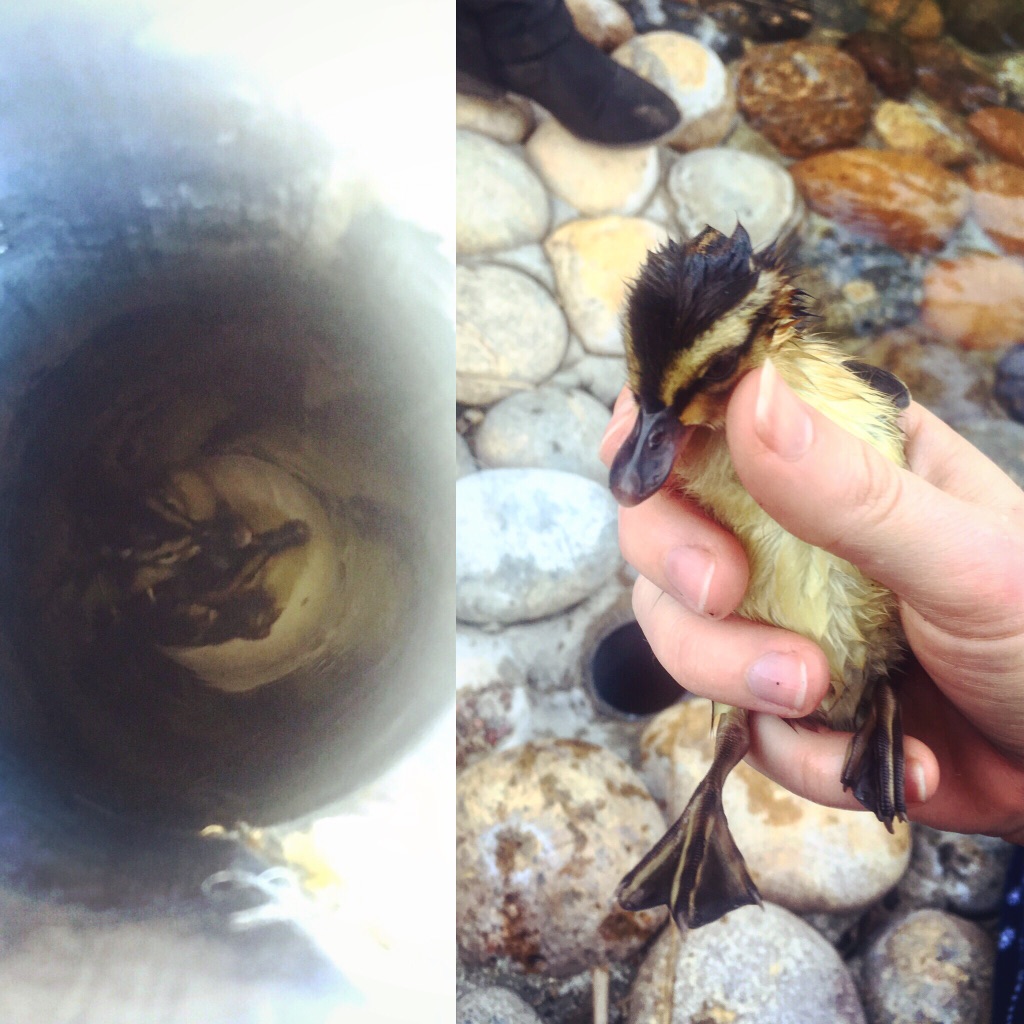 I fished 7 ducklings out of a pipe today