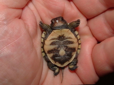 This baby turtle