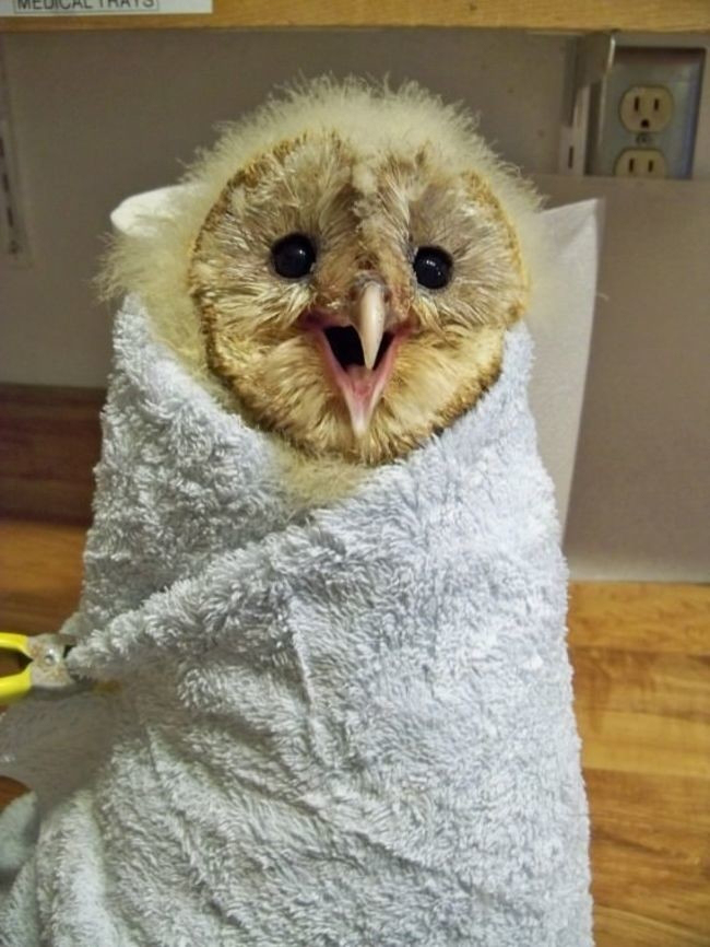 An owlet in a towelette