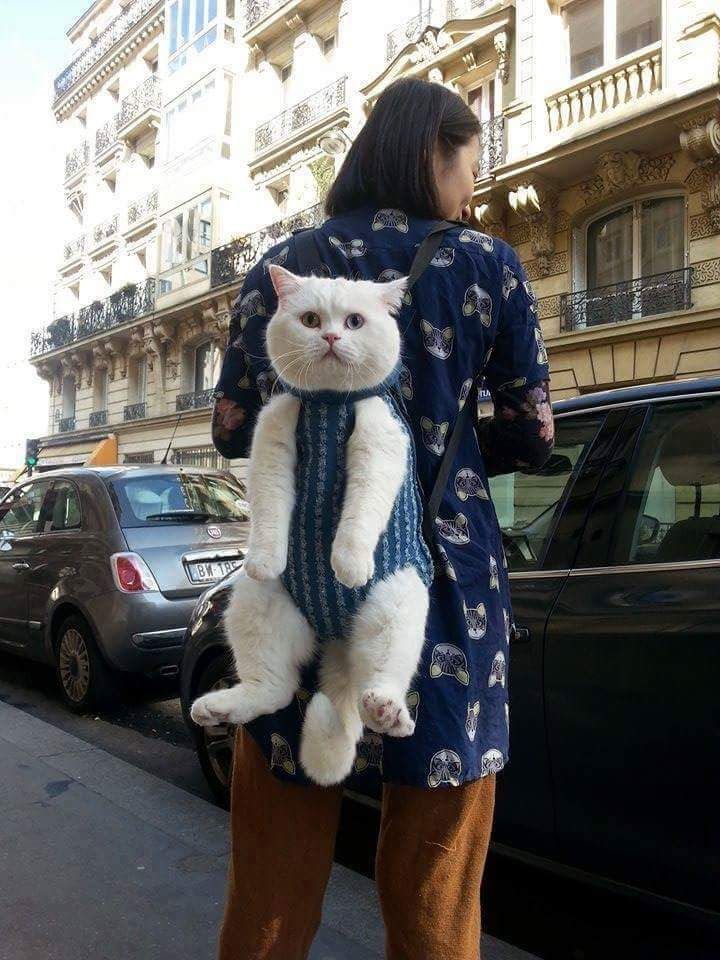 random pic cat wearing backpack