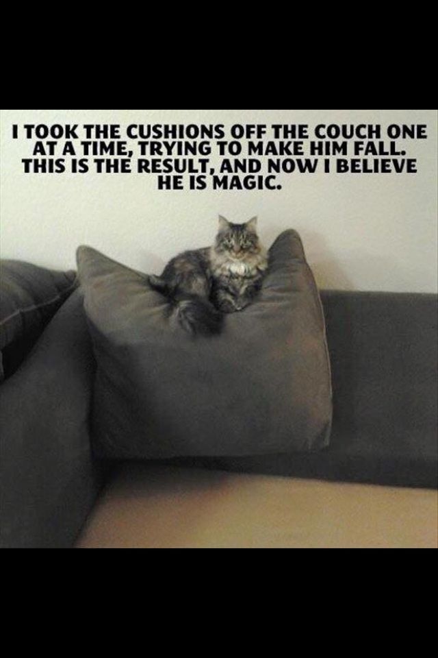 random pic laws of nature meme - I Took The Cushions Off The Couch One At A Time, Trying To Make Him Fall. This Is The Result, And Now I Believe He Is Magic.