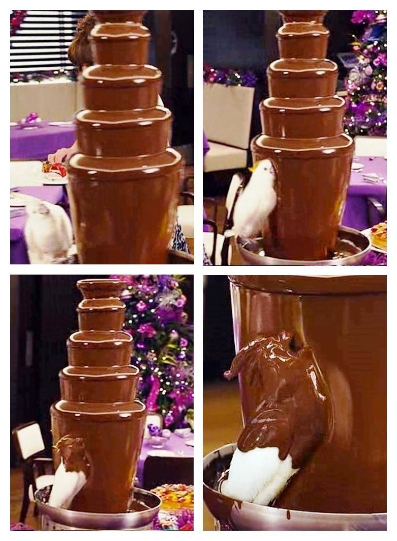 random pic jack and jill chocolate bird