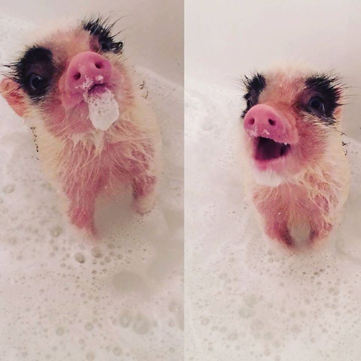 baby pig in bubble bath