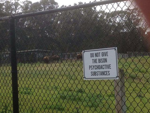 do not feed hallucinogens to the alligators - Do Not Give The Bison Psychoactive Substances