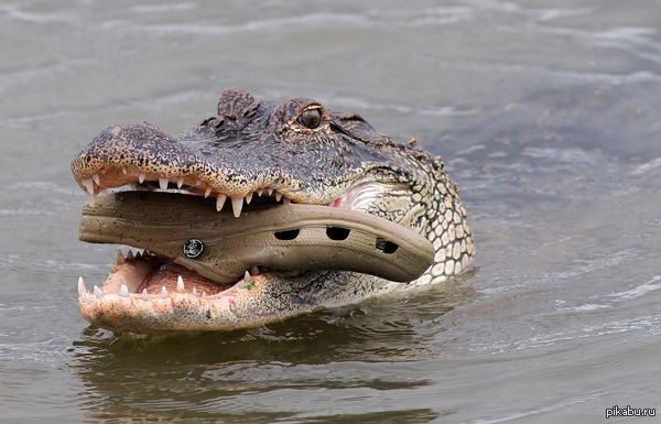 croc with a croc - pikabu.ru