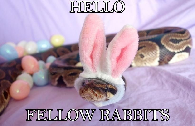 snek snoot - Hello Fellow Rabbits