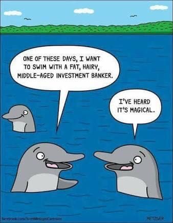 dolphin humor - One Of These Days, I Want To Swim With A Fat, Hairy, MiddleAged Investment Banker. I'Ve Heard It'S Magical.