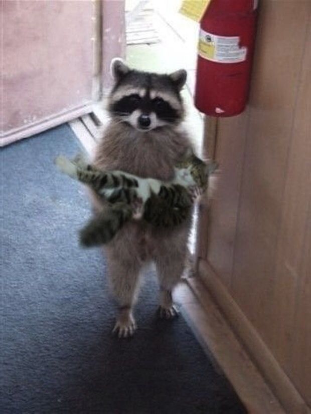 random pic raccoon cat