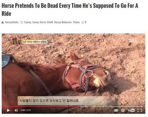 random pic horse pretends to be dead every time - Horse Pretends To Be Dead Every Time He's Supposed To Go For A Ride & Horseaholic Funny, Funny Horse Stuft, Horse Behavior, Video 9