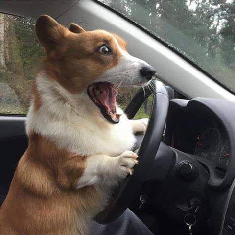 random pic corgi driving