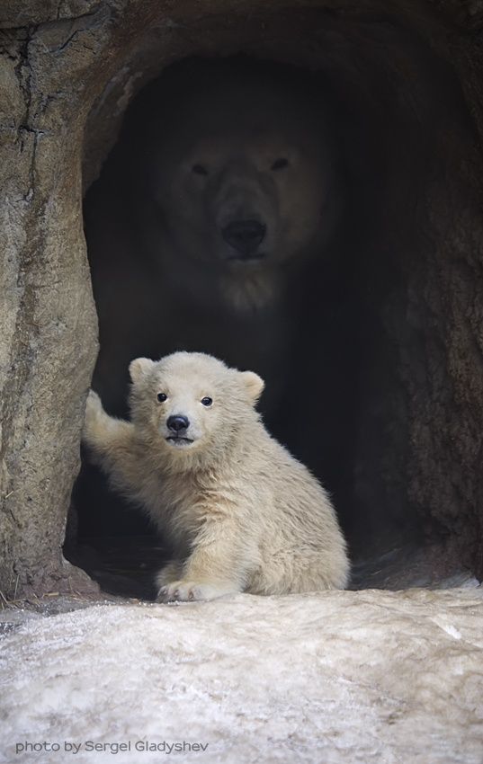 polar bear in cave - photo by Sergel Gladyshev