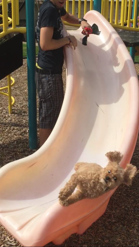 dog falling off slide