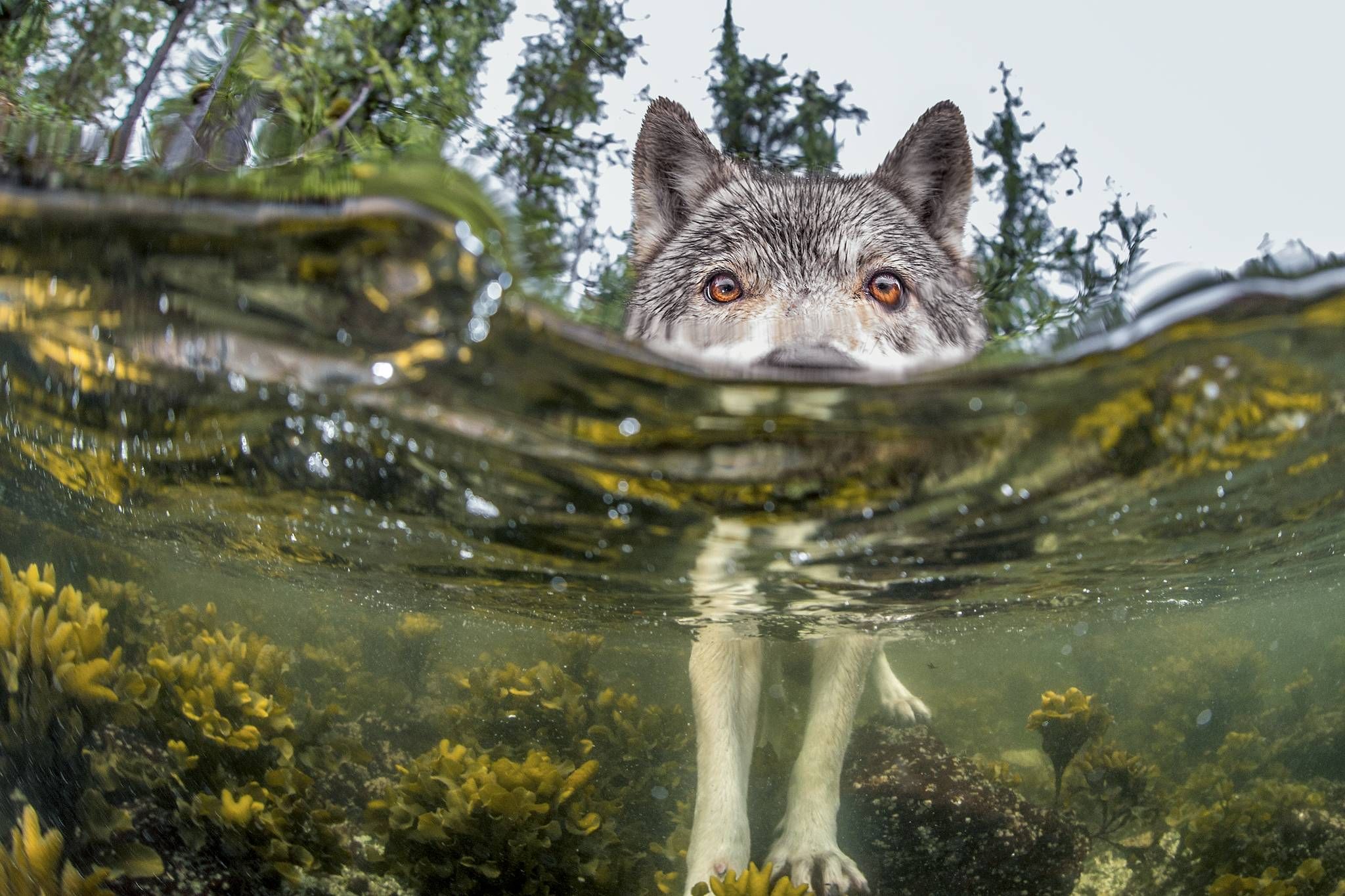 british columbia sea wolves