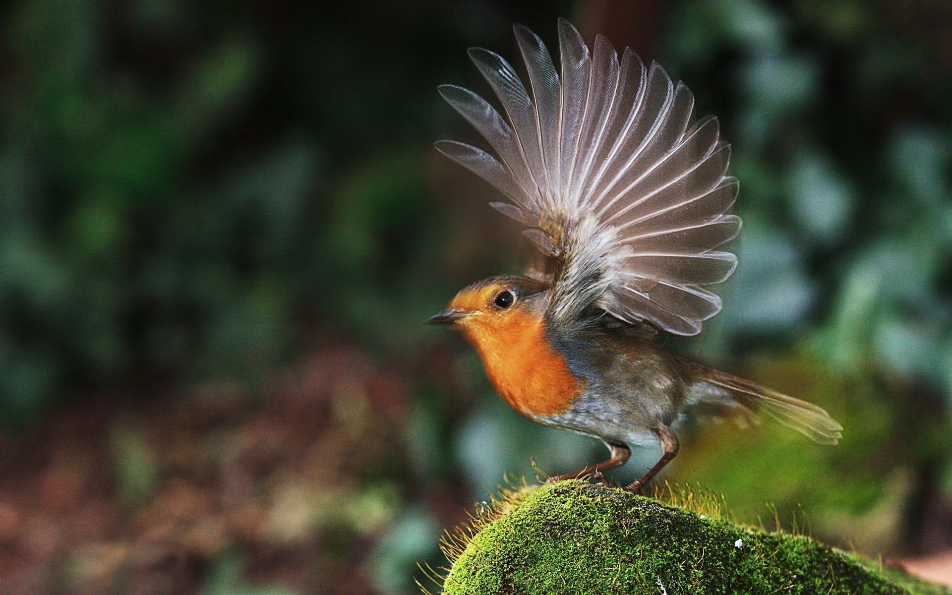 robin bird wings