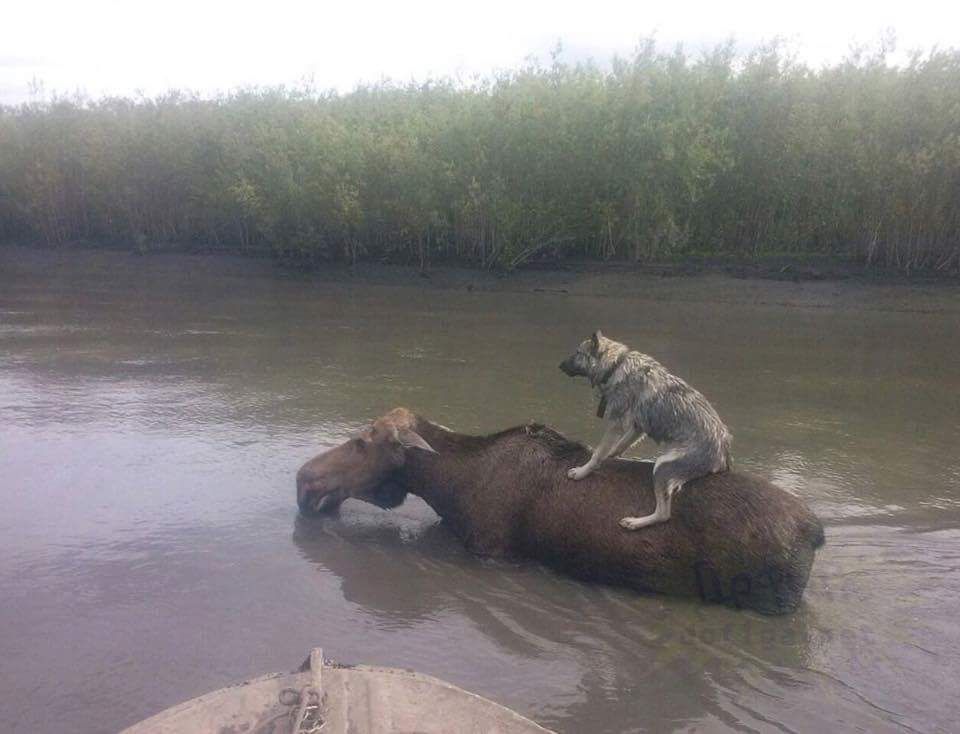 dog riding moose