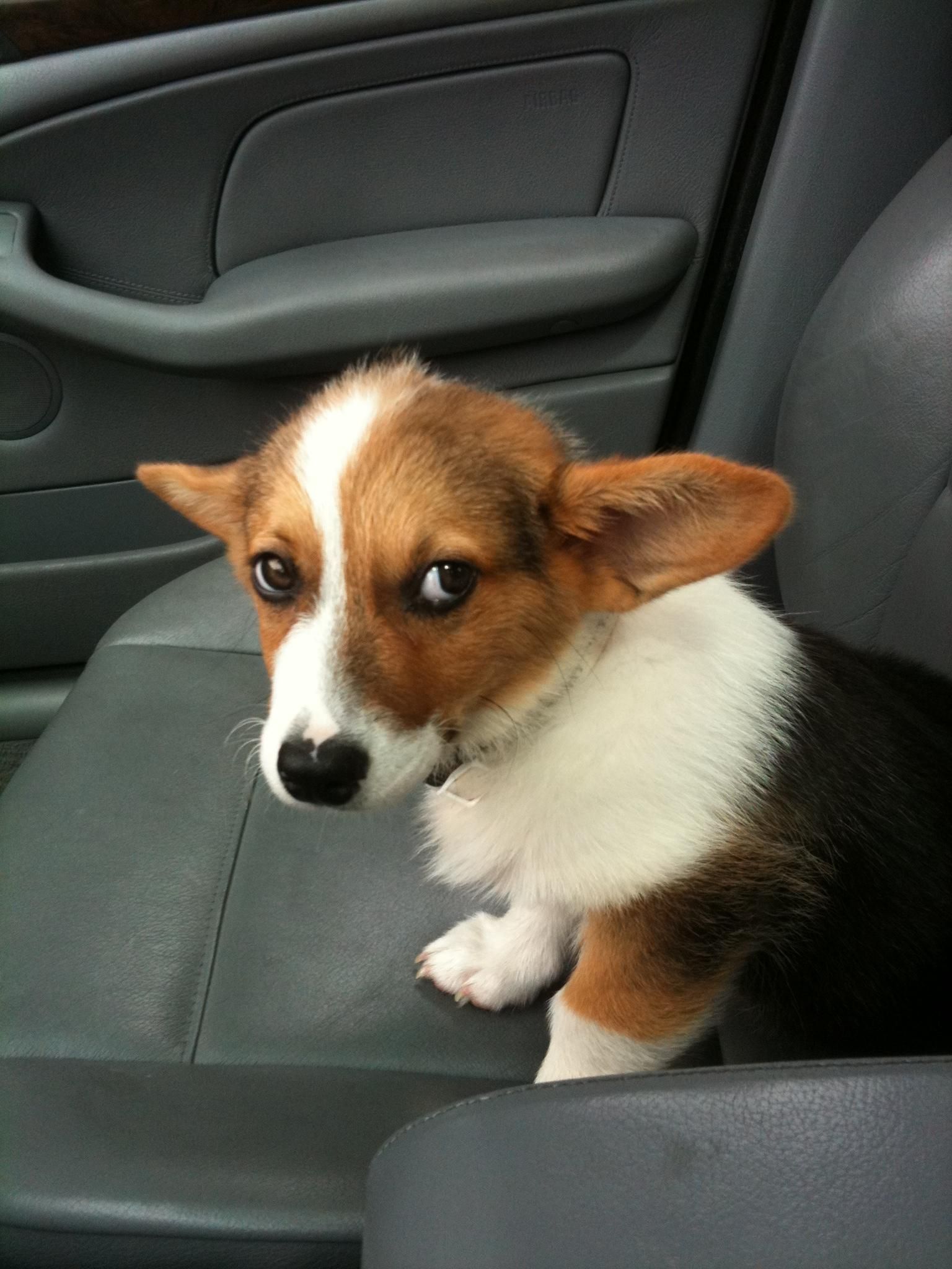 pembroke welsh corgi