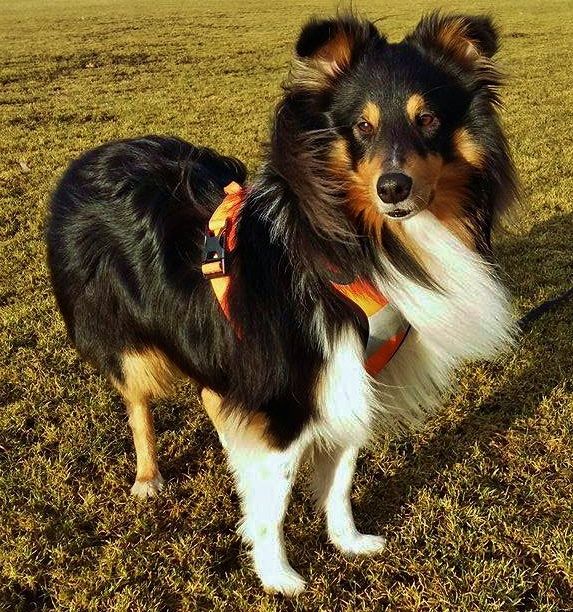 shetland sheepdog