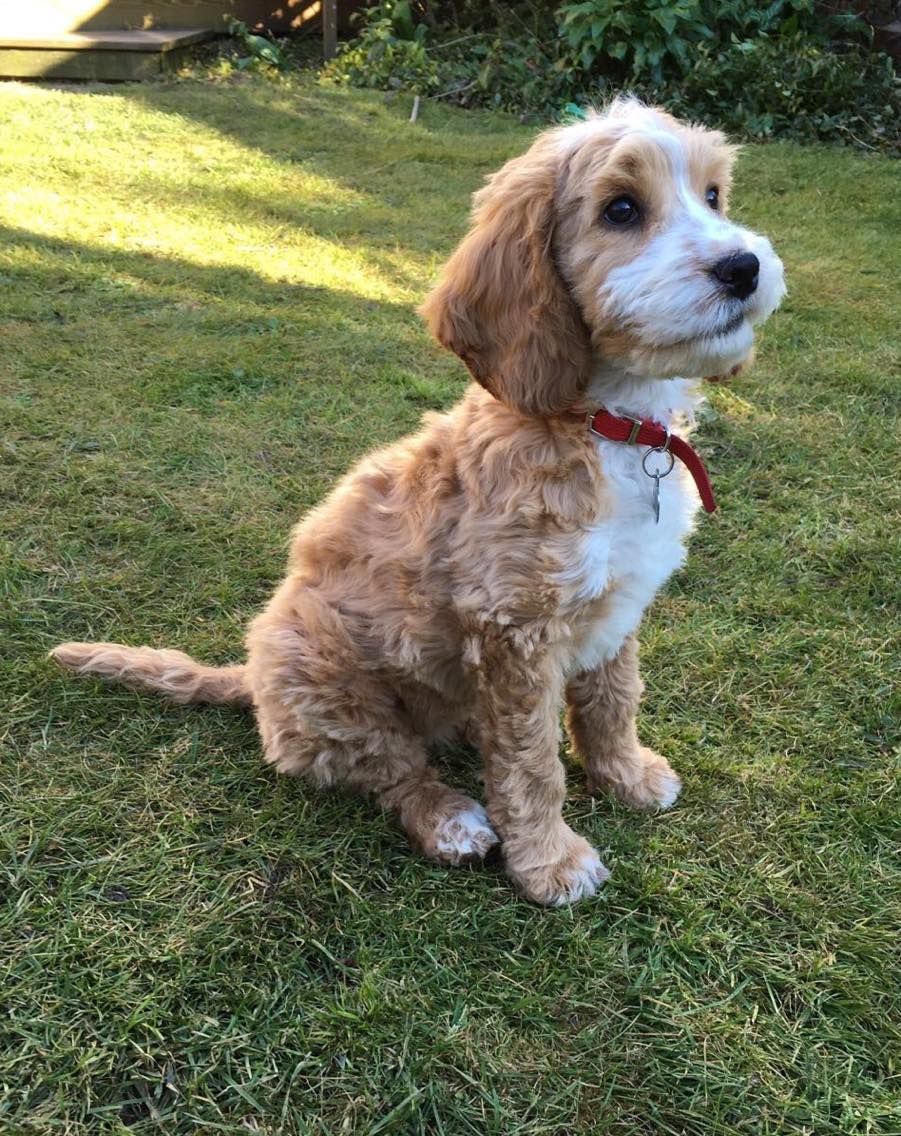 cockapoo haircut