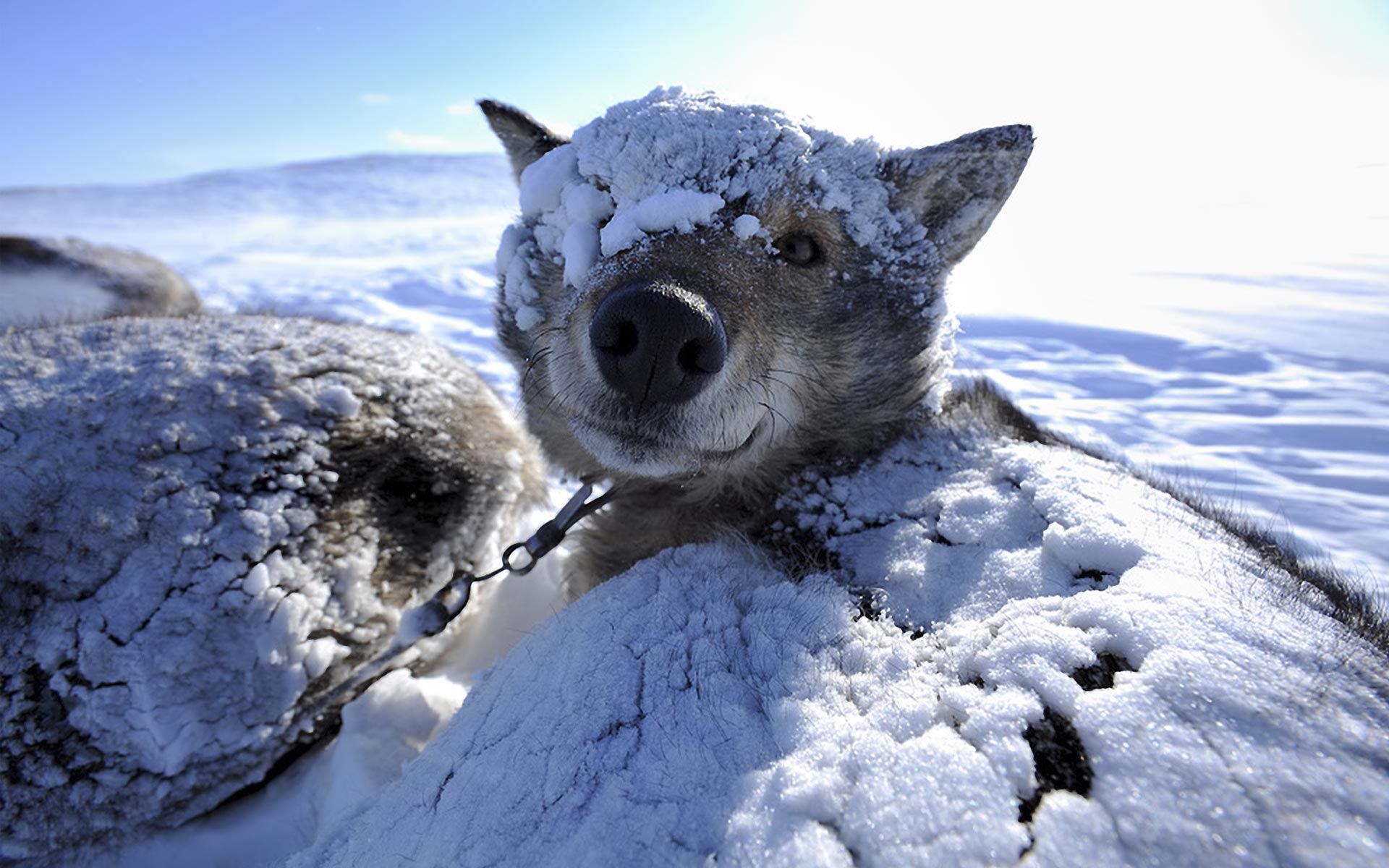 winter animal wallpaper hd