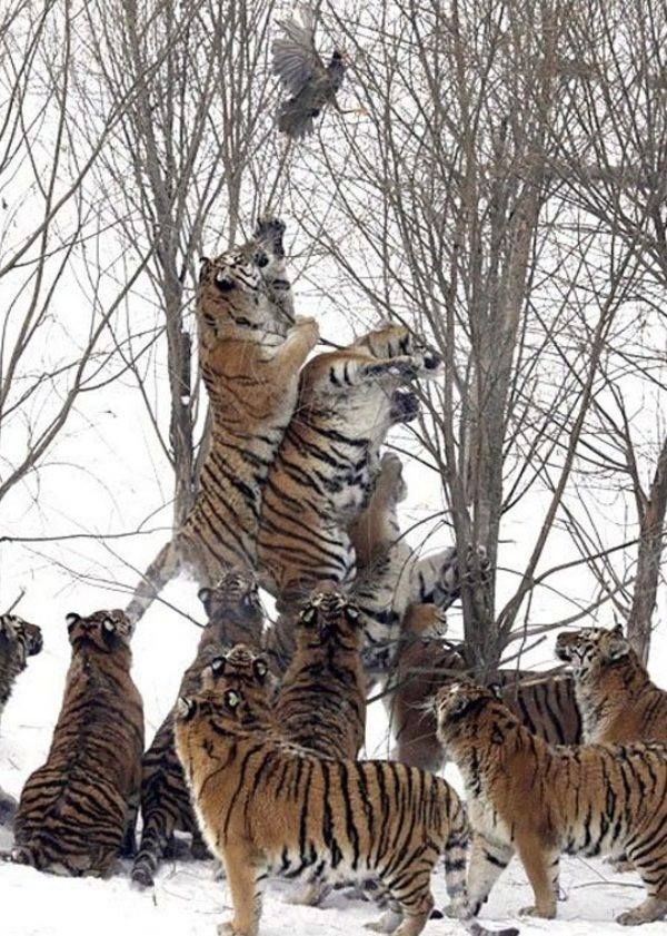 many tigers