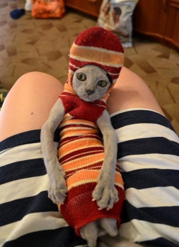 master has given dobby a sock cat