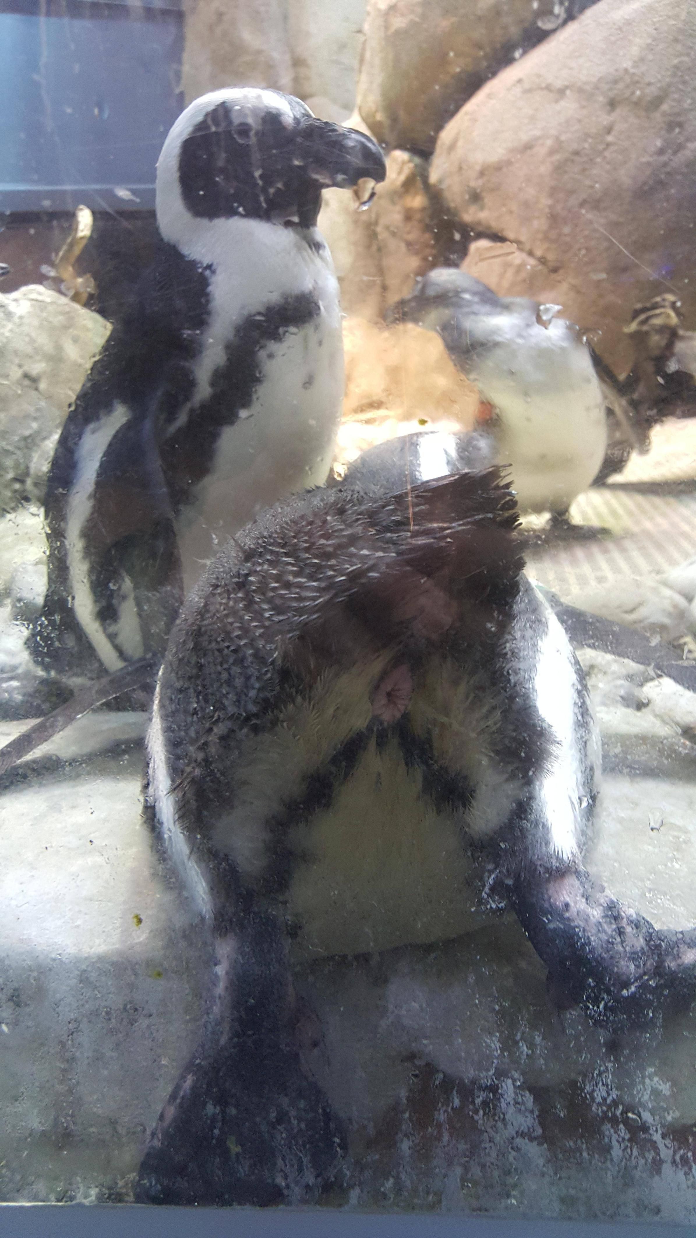 random pic penguin anus