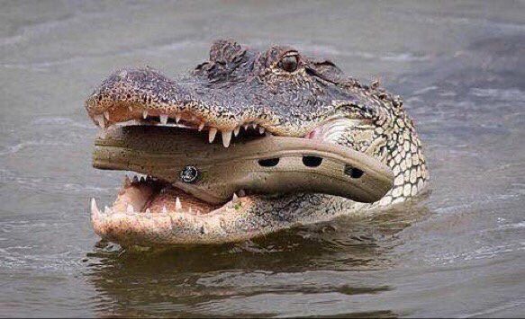 random pic croc eating a croc