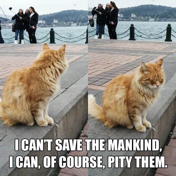 I Can'T Save The Mankind, Ican, Of Course, Pity Them.