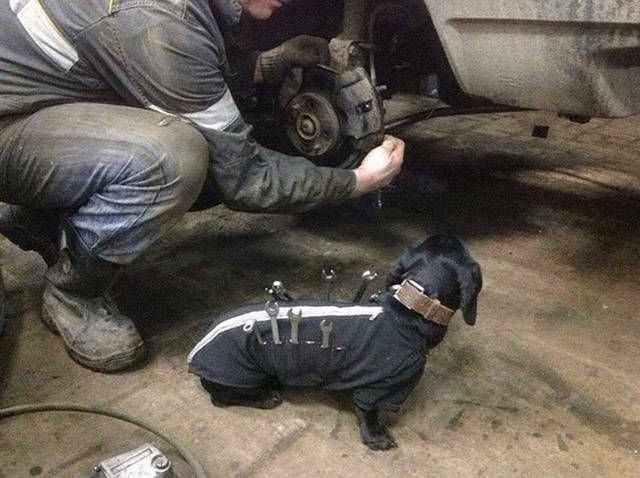 dachshund mechanic