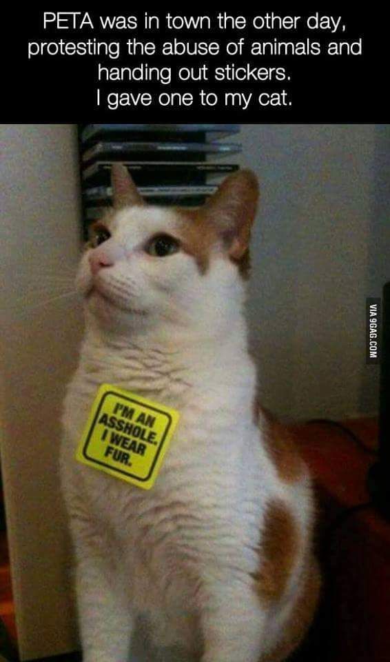 random pic wear fur i m an asshole cat - Peta was in town the other day, protesting the abuse of animals and handing out stickers 'I gave one to my cat. Via 9GAG.Com Pm An Asshole Twear