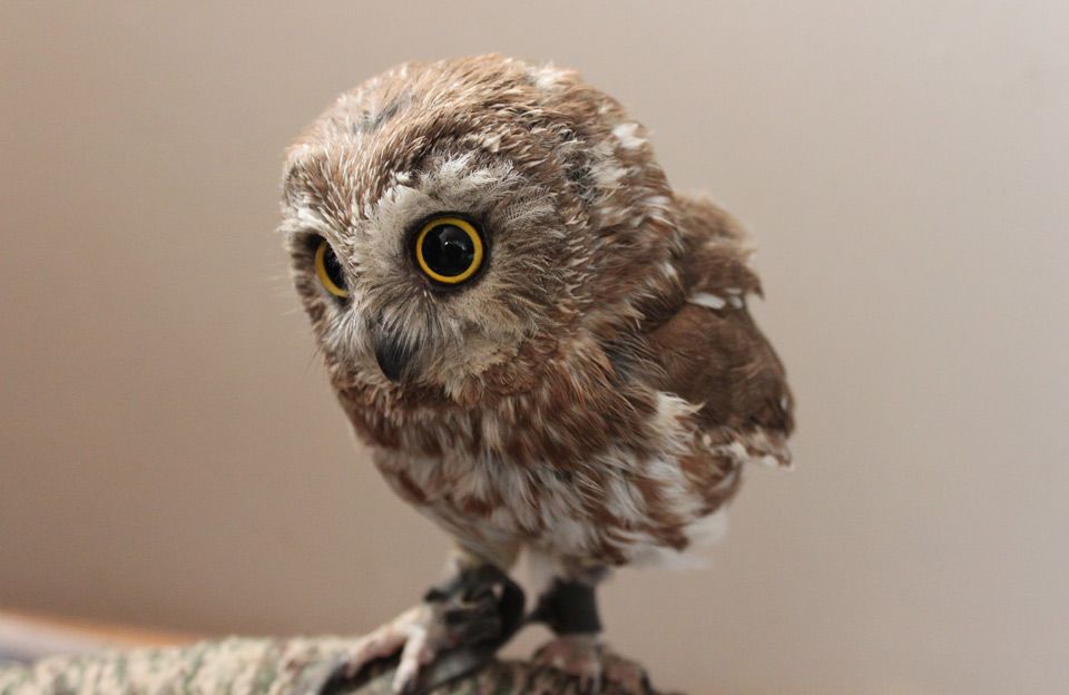 random pic owl baby