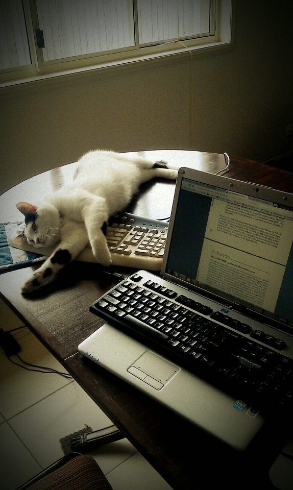 random pic cat decoy keyboard