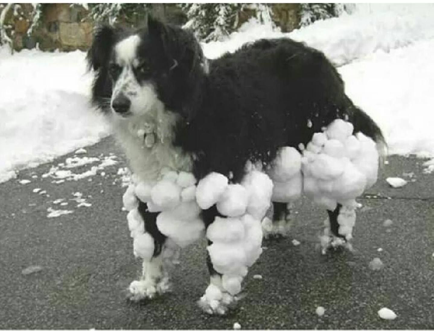 dog snow pants