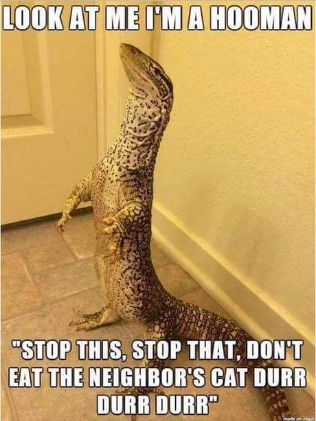 funny monitor lizard - Look At Me I'M A Hooman "Stop This, Stop That, Don'T Eat The Neighbor'S Cat Durr Durr Durr"