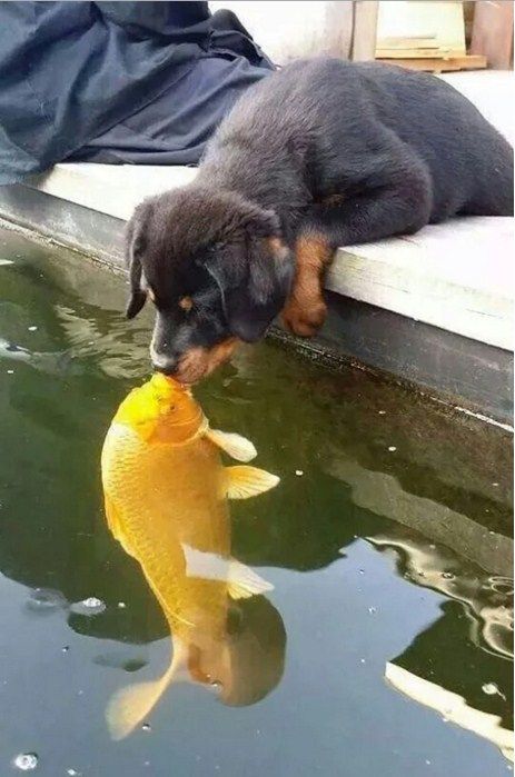 random pic dog kissing fish