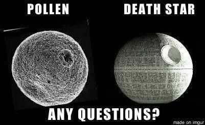 random pic pollen vs death star - Pollen Death Star Any Questions? made on Imgur