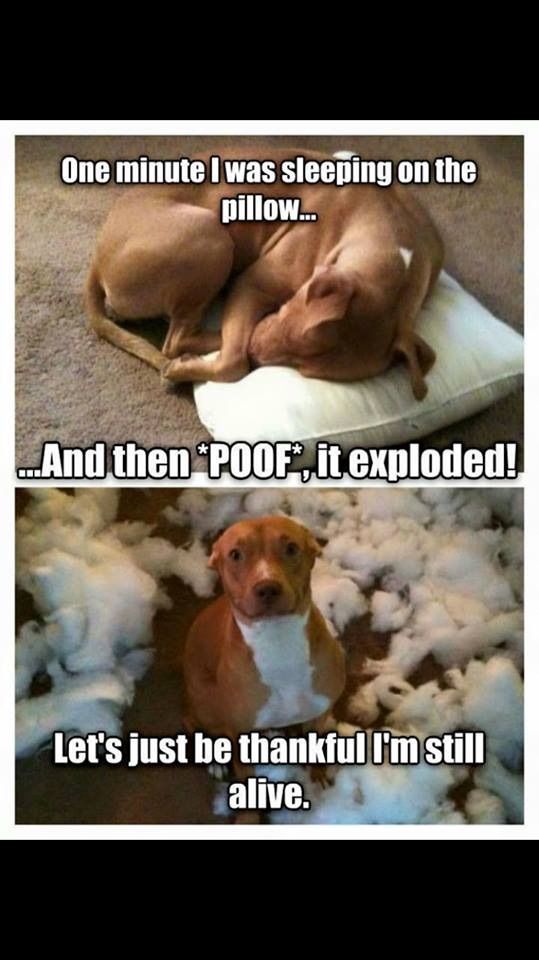 random pic dog bed exploded meme - One minute I was sleeping on the pillow... ...And then Poof", it exploded! Let's just be thankful I'm still alive.