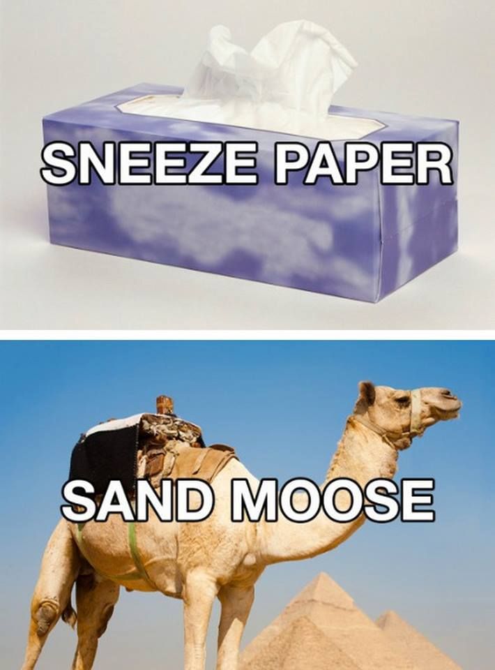 random pic funny alternate names for things - Sneeze Paper Sand Moose