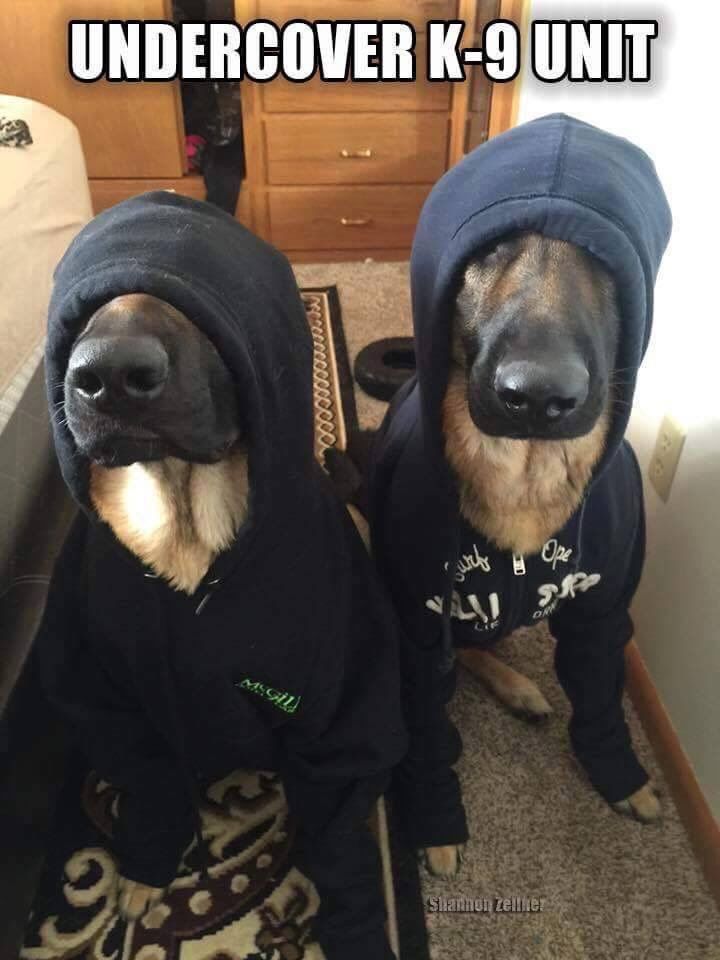 random pic undercover k9 - Undercover K9 Unit Up Shannon Ze