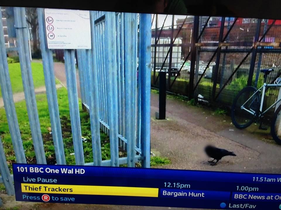 random pic grass - 101 Bbc One Wal Hd Live Pause Thief Trackers Press to save 12.15pm Bargain Hunt 11.51am 1.00pm Bbc News at Or LastFav